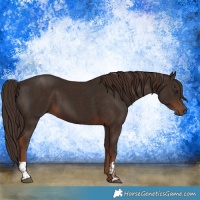 Horse Color:Liver Chestnut  and Liver Chestnut 