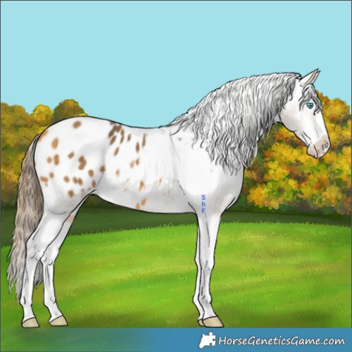 Horse Color:Buckskin Splash Appaloosa 