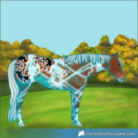 Horse Color:Thunderstruck Silver Brown Appaloosa 