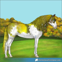 Horse Color:Liver Chestnut Splash Frame 
