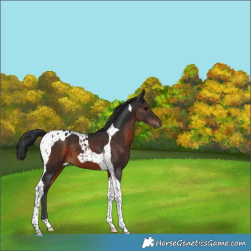 Horse Color:Brown Tobiano 