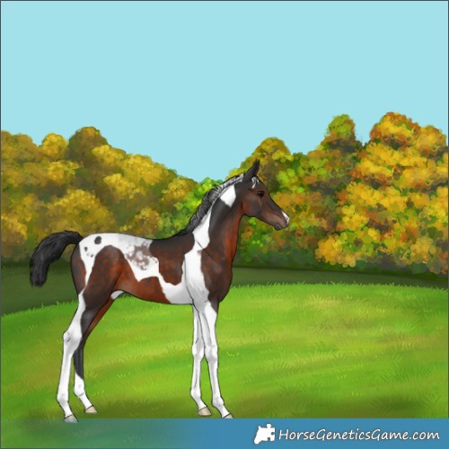 Horse Color:Brown Tobiano 