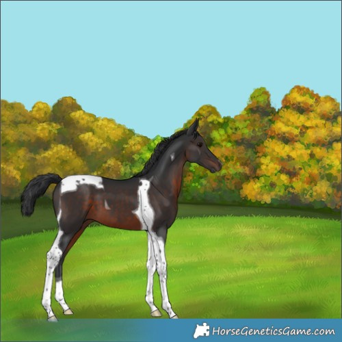 Horse Color:Brown Tobiano 