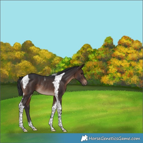 Horse Color:Brown Tobiano Rabicano 