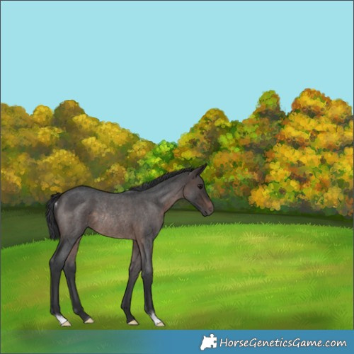 Horse Color:Brown Roan Rabicano 