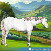 Horse Color:Perlino Roan Appaloosa 