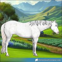 Horse Color:Perlino Roan Near Leopard 