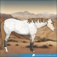Horse Color:Buckskin Roan Dun Appaloosa 