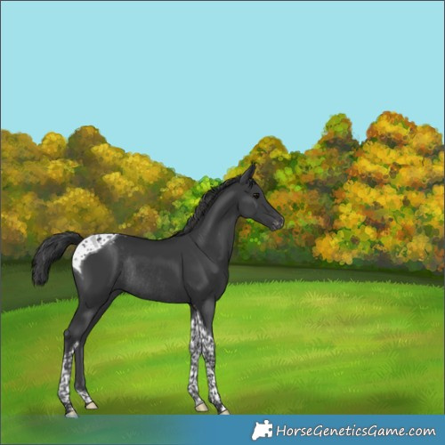 Horse Color:Black Tobiano Appaloosa Rabicano 