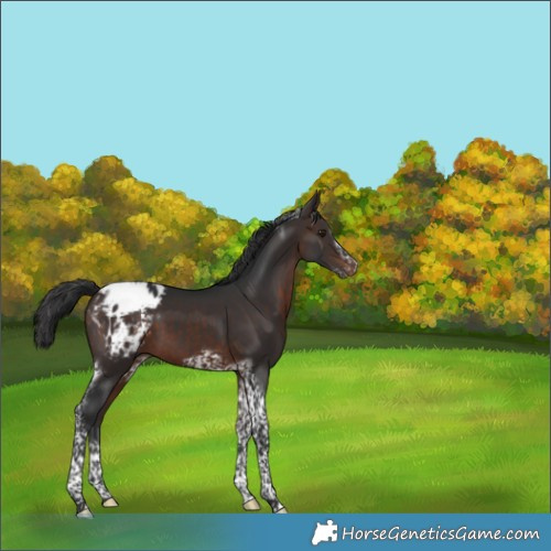 Horse Color:Brown Tobiano Frame Appaloosa 