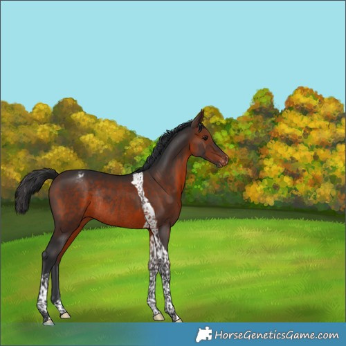 Horse Color:Brown Tobiano Appaloosa Rabicano 