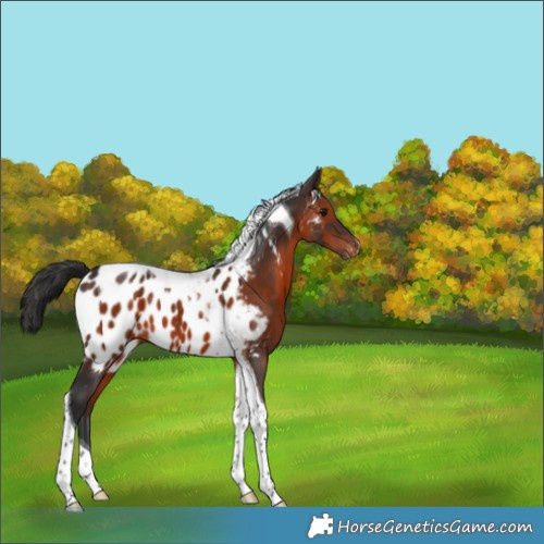 Horse Color:Brown Tobiano Appaloosa 