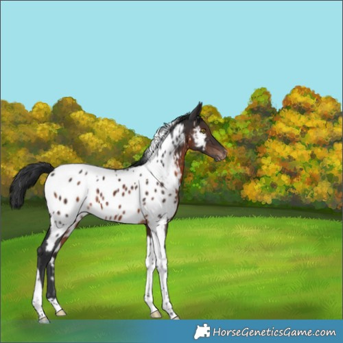 Horse Color:Brown Tobiano Appaloosa Rabicano 