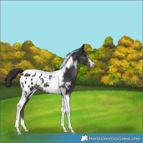Horse Color:Black Tobiano Frame Appaloosa 