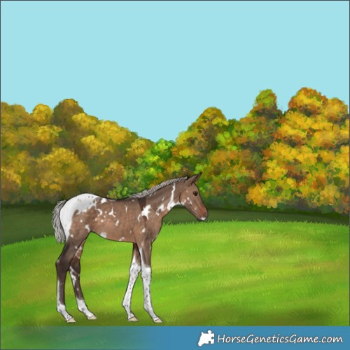 Horse Color:White Spotted Silver Brown Dun Tobiano 