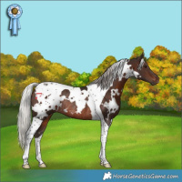Horse Color:White Spotted Silver Brown Tobiano Rabicano 