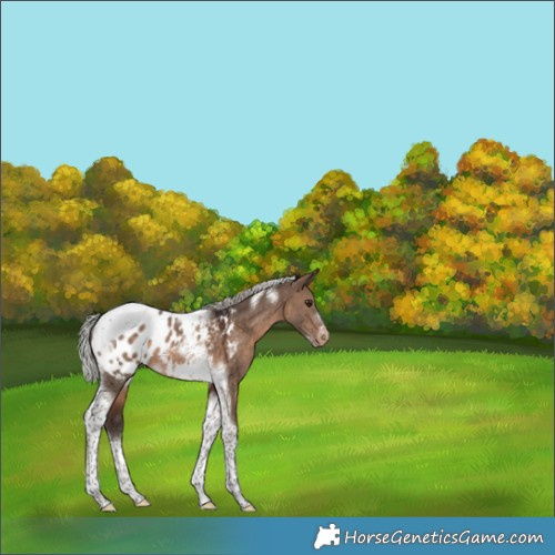Horse Color:White Spotted Silver Brown Dun Tobiano Frame Appaloosa 
