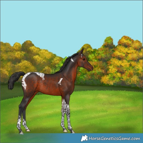 Horse Color:Brown Tobiano Rabicano 