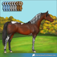 Horse Color:Bay Tobiano 