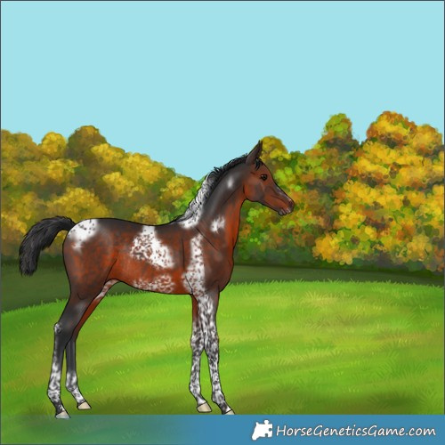 Horse Color:Brown Tobiano Frame Rabicano 