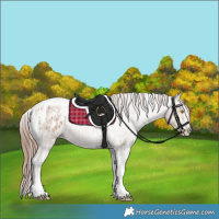 Horse Color:Amber Champagne Sabino Tobiano Appaloosa and Amber Champagne Roan Tobiano Appaloosa