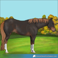 Horse Color:Liver Chestnut 