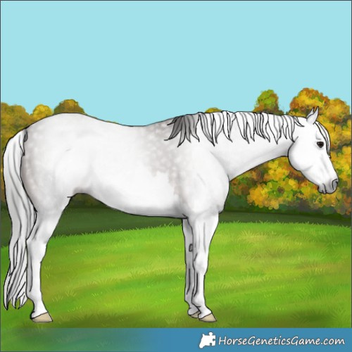 Horse Color:Gray Bay Splash