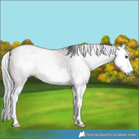 Horse Color:Gray Bay Splash