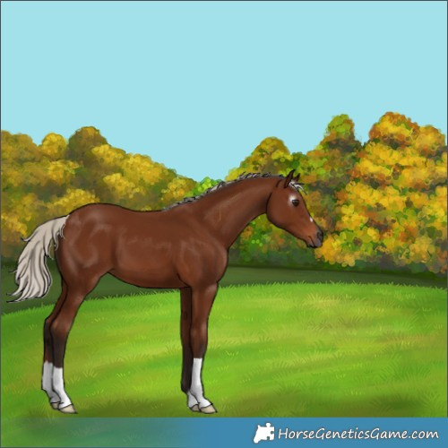 Horse Color:Gray Silver Bay