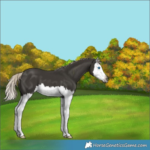 Horse Color:Gray Silver Black Splash
