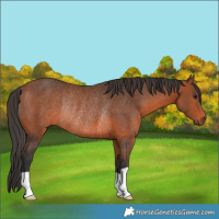 Horse Color:Bay Rabicano 
