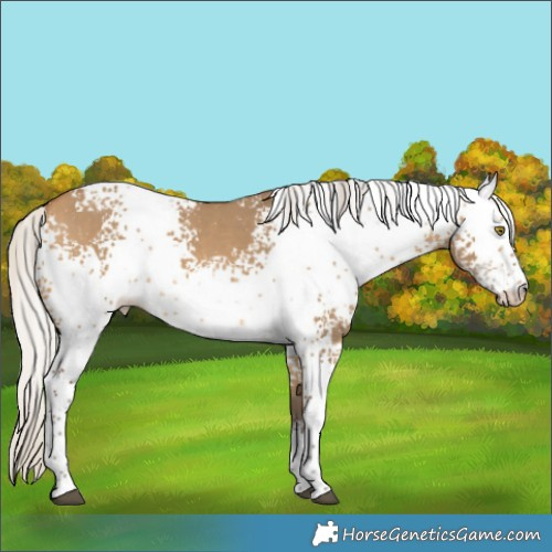 Horse Color:White Spotted Silver Buckskin Dun Rabicano 