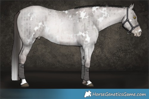 Horse Color:Platinum White Spotted Red Dun Roan Pearl Brindle 