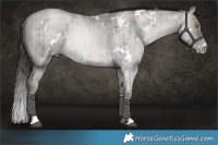 Horse Color:Platinum White Spotted Red Dun Roan Pearl Brindle 