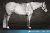 Horse Color:Platinum White Spotted Red Dun Roan Pearl Brindle 
