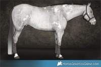 Horse Color:Platinum White Spotted Red Dun Roan Pearl Brindle