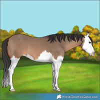 Horse Color:Brown Dun Splash 