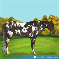 Horse Color:White Spotted Liver Chestnut