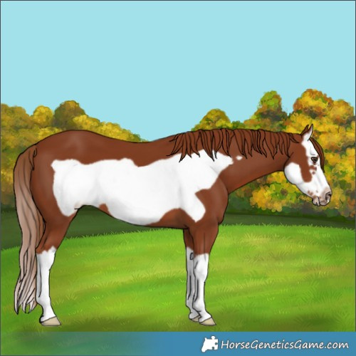 Horse Color:Chestnut Splash Frame 