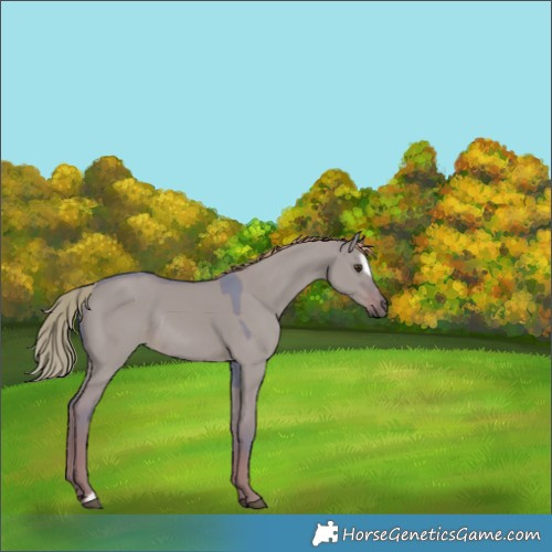 Horse Color:Watercolor Liver Red Dun Sabino Rabicano 