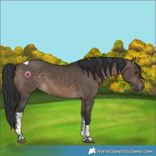 Horse Color:Brown Dun Tobiano Rabicano 