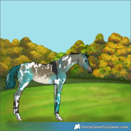 Horse Color:Gray White Spotted Buckskin Dun Rabicano 