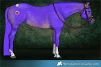 Horse Color:Watercolor Buckskin Tobiano Rabicano 