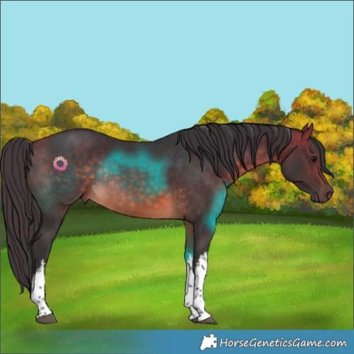 Horse Color:White Spotted Buckskin Rabicano 