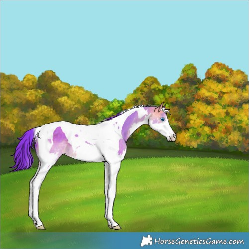 Horse Color:Watercolor Buckskin Dun Splash Tobiano 