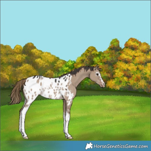 Horse Color:White Spotted Liver Red Dun Appaloosa Rabicano 