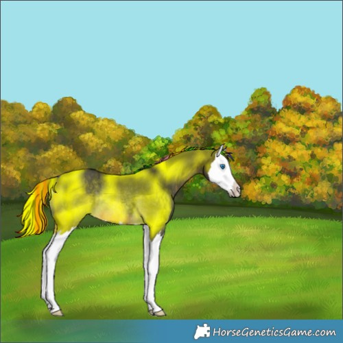 Horse Color:Painted Buckskin Splash Rabicano 