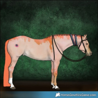 Horse Color:Watercolor Liver Red Dun Tobiano Rabicano