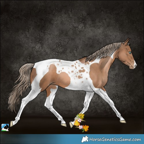 Horse Color:Liver Chestnut Pearl Tobiano