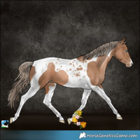 Horse Color:Liver Chestnut Pearl Tobiano
